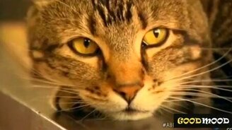 Позитивные и весёлые зверушки - смотреть видео (3:09)