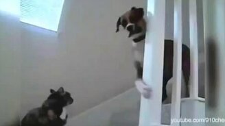 Кто главнее: кошка или собака? - смотреть видео (3:07)