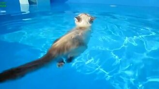 Кошки, которые любят воду - смотреть видео (3:18)