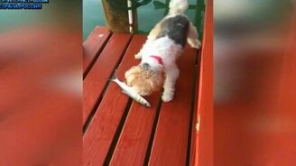 Абсурдные и неожиданные курьёзы - смотреть видео (4:41)