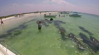 Приветливые ламантины - смотреть видео (0:43)