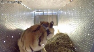 Амурских тигров отпускают на волю - смотреть видео (1:14)