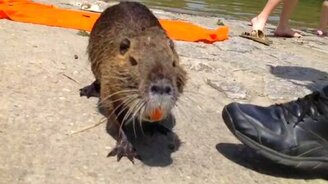 Пляжная гостья - смотреть видео (1:12)