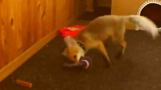 Забавный игривый лисёнок - смотреть видео (2:20)