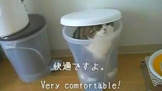 Кот в мусорном ведре - смотреть видео (1:32)