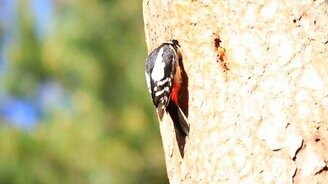 Большой пёстрый дятел - смотреть видео (1:03)