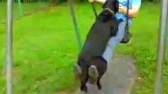 Пёс на качелях - смотреть видео (0:51)