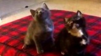 Самые синхронные котята - смотреть видео (1:22)