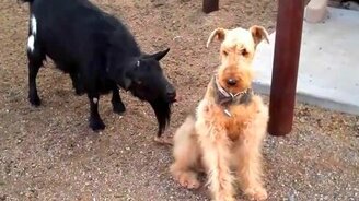 Козёл достаёт терьера - смотреть видео (0:51)