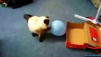 Кошки и шарики - смотреть видео (2:52)