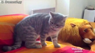 Нарезка с весёлыми котами - смотреть видео (13:36)