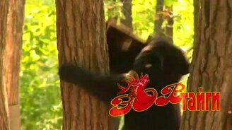 Медведь на пасеке - смотреть видео (2:23)