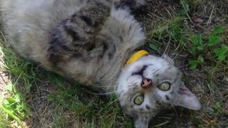 У кошки весна! - смотреть видео (1:24)