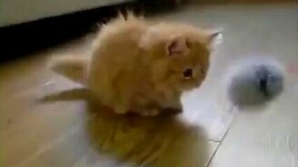 Милейшие котята - смотреть видео (5:42)