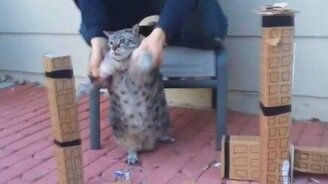 Кошка-годзилла - смотреть видео (0:18)