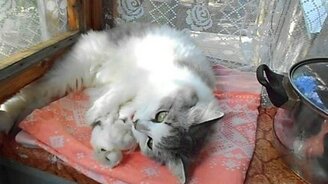 Кошка против оливок - смотреть видео (3:10)