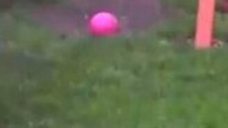 Белочка и шарик - смотреть видео (1:13)