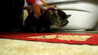 На прогулку как на казнь - смотреть видео (1:53)