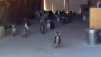 Толпа козлят - смотреть видео (0:34)