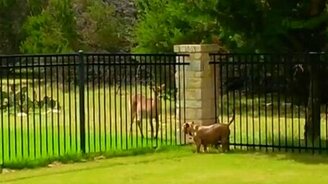 Собака и дикий олень - смотреть видео (3:48)