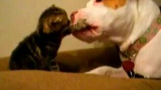 Котёнок и питбуль - смотреть видео (1:00)