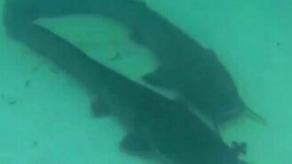 Рыболовная собака - смотреть видео (1:43)