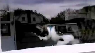 Кот терроризирует почтальона - смотреть видео (1:16)
