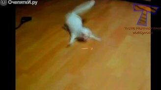 Весёлые и позитивные кошаки - смотреть видео (3:27)