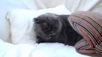 Самые зловредные кошки - смотреть видео (9:08)