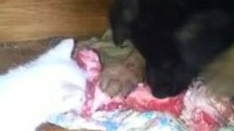 Котёнок и щенок делят косточку - смотреть видео (1:03)