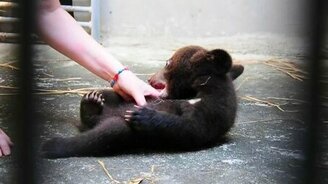 Забавный пучеглазый медвежонок - смотреть видео (1:43)