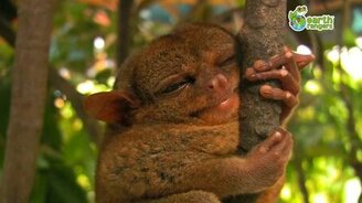 Смешные животные с озвучкой - смотреть видео (2:32)