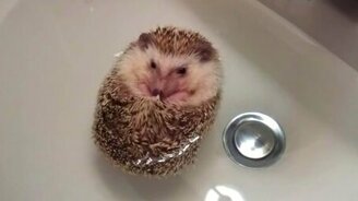 Плавающий в раковине ёжик - смотреть видео (2:24)