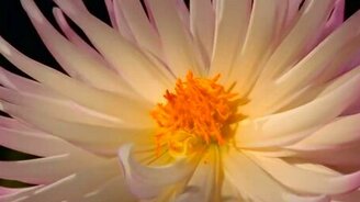 Цветы распускаются... - смотреть видео (2:04)