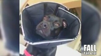 Короткие приколы со зверьми - смотреть видео (9:35)