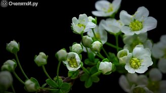 Чудеса природы для вас - смотреть видео (2:17)