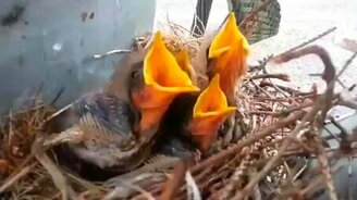 Гнездо с птенцами на подстанции - смотреть видео (0:36)