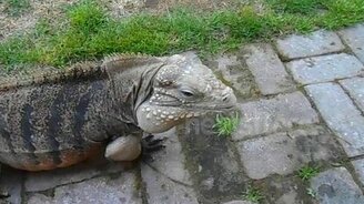 Ящерица как собака - смотреть видео (1:03)