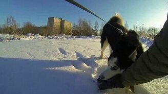 Сибирская хаски - смотреть видео (2:29)