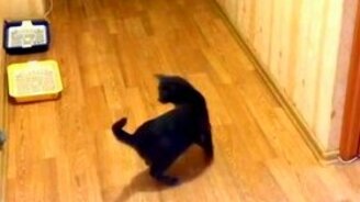 Закружило кота - смотреть видео (0:15)