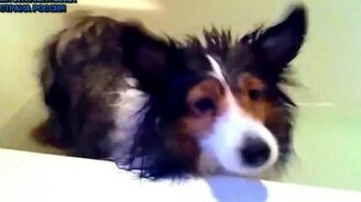 Животные против воды - смотреть видео (6:24)