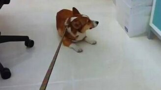 Не думаю, что хочу на прогулку... - смотреть видео (1:18)