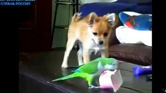 Как собаки уживаются с попугаями - смотреть видео (4:04)