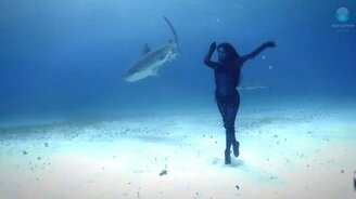 Танец с акулами - смотреть видео (2:07)