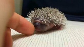 Ежонок и человеческий палец - смотреть видео (0:16)