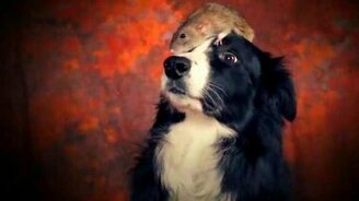 Дрессированная бордер-колли - смотреть видео (2:43)