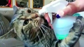 Кот пьёт из пульверизатора - смотреть видео (0:51)