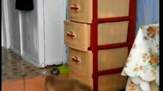 Кошка против тумбочки - смотреть видео (0:32)