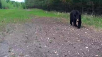 Встретили медведя в лесу... - смотреть видео (6:07)
