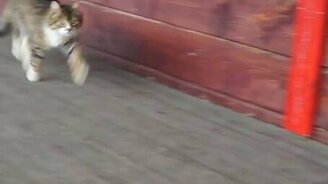 Кошка-лошадка - смотреть видео (0:17)